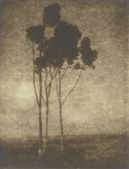 Stand of Trees; Leopold Hugo, American, born Poland, 1866 - 1933, California, United States; about 1920; Gelatin silver print
