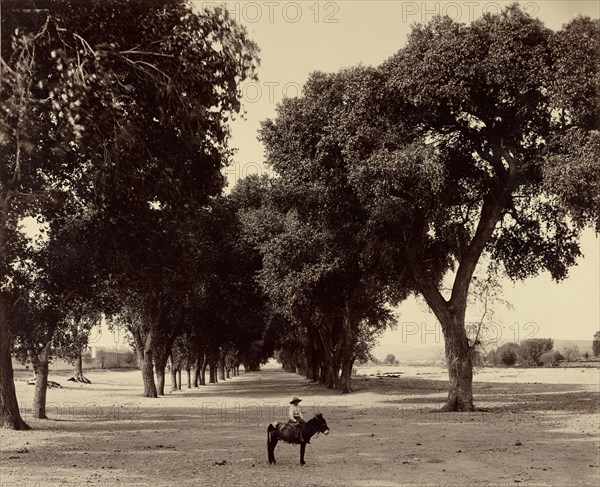 Calle de Guadeloupe, Chihuahua, Mexico; William Henry Jackson, American, 1843 - 1942, about 1880; Albumen silver print