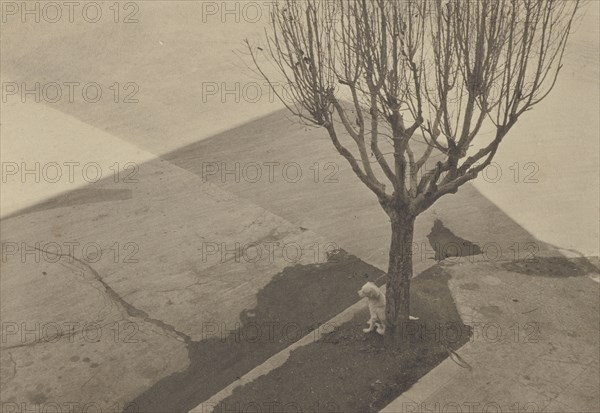 Tree with Dog; Tina Modotti, American, born Italy, 1896 - 1942, 1924; Palladium print; 8.3 x 11.9 cm 3 1,4 x 4 11,16 in