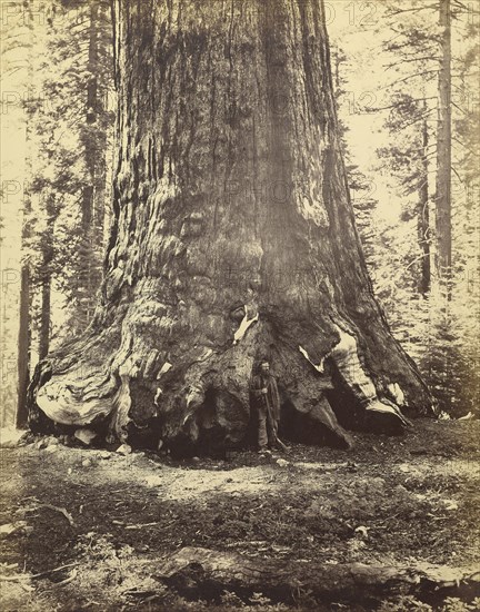 Section of the Grizzly Giant; Carleton Watkins, American, 1829 - 1916, 1865 - 1866; Albumen silver print