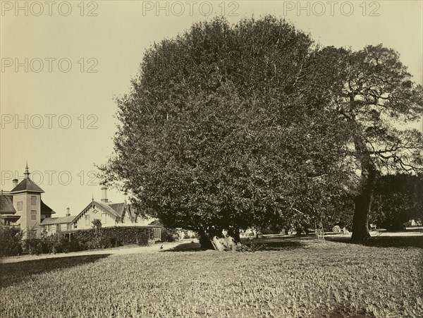 Residence of Mr. Howard, San Mateo, with Olive Tree; Carleton Watkins, American, 1829 - 1916, San Mateo, California, United