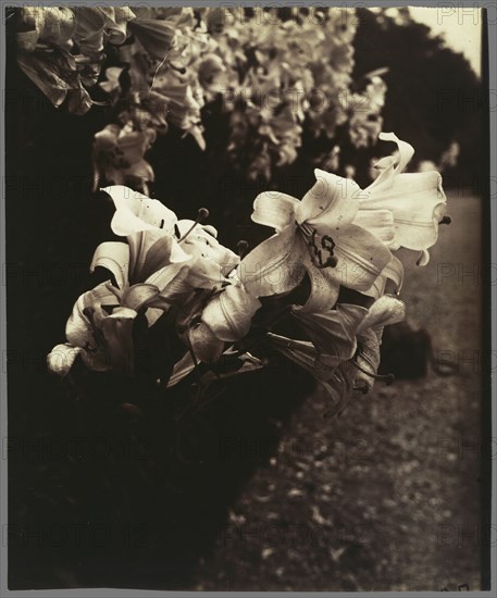 Lilies; Eugène Atget, French, 1857 - 1927, Paris, ?, France; 1916 - 1919; Albumen silver print