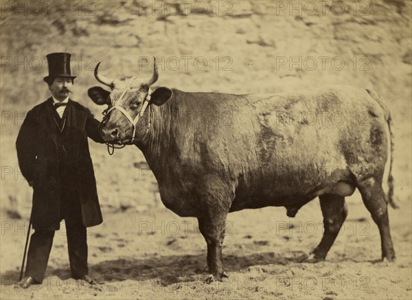 Boeuf Durham Charolais; Adrien Alban Tournachon, French, 1825 - 1903, 1856 - 1860; Albumen silver print