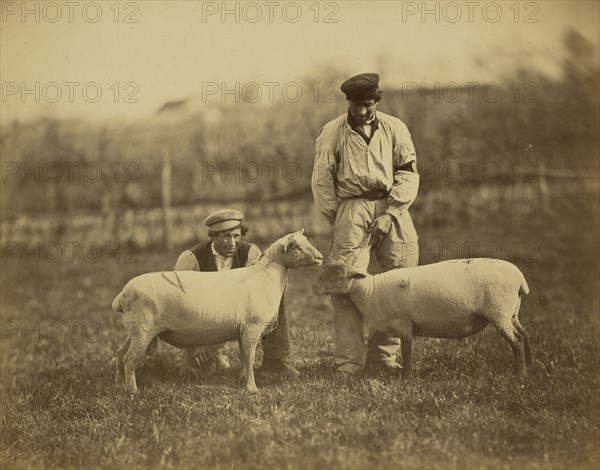 Moutons South-Down; Adrien Alban Tournachon, French, 1825 - 1903, 1856 - 1860; Albumen silver print