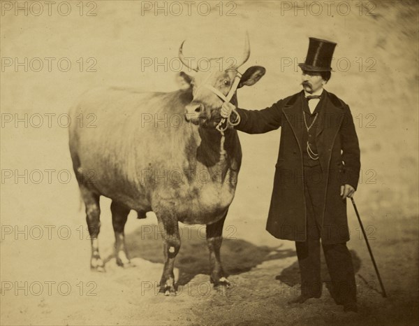 Boeuf Durham Charolais; Adrien Alban Tournachon, French, 1825 - 1903, 1856 - 1860; Albumen silver print