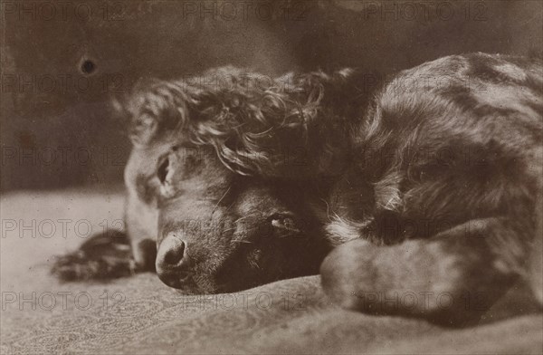 Boyce, Portrait of a Setter Dog; Thomas Eakins, American, 1844 - 1916, 1880 - 1890; Albumen silver print