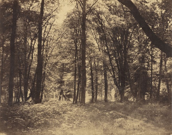 Forest Scene; Gustave Le Gray, French, 1820 - 1884, Fontainebleau, France; 1849 - 1852; Albumen silver print from a waxed paper
