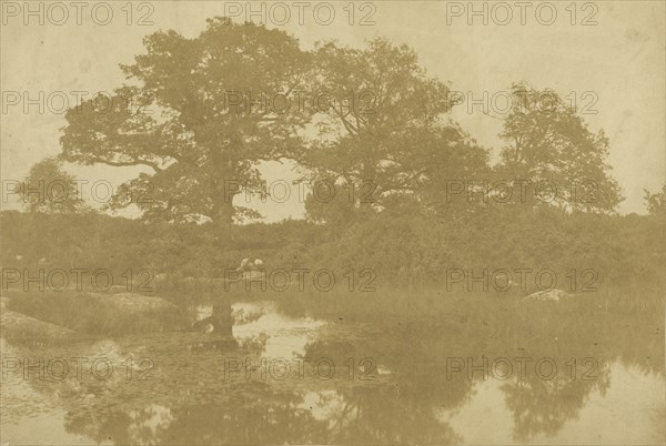 Forêt de Fontainebleau; Charles Marville, French, 1813 - 1879, Fontainebleau, France; 1854; Salted paper print from a waxed