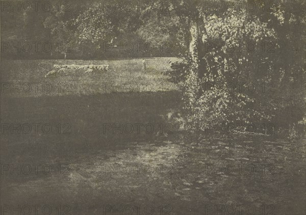 Pasture with Sheep; Gertrude Käsebier, American, 1852 - 1934, New York, New York, United States; 1905; Gum bichromate print