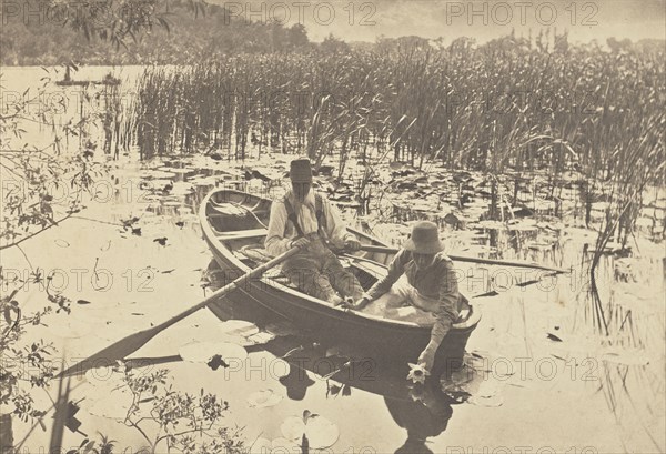 Gathering Water Lilies; Peter Henry Emerson, British, born Cuba, 1856 - 1936, 1886; Platinum print; 19.8 x 29.1 cm