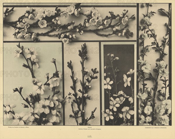 Plum Blossoms; Gerlach & Schenk, Austrian, 1882 - 1901, 1856 - 1899; Collotype; 21.4 x 29.2 cm 8 7,16 x 11 1,2 in