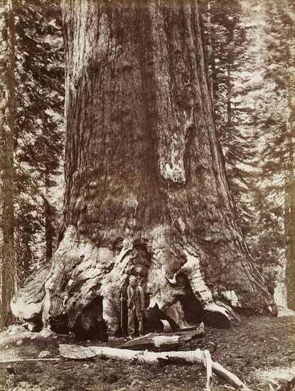 Grizzly Giant Diameter 33 Ft. Mariposa Grove; Carleton Watkins, American, 1829 - 1916, negative 1865 - 1866?; print 1880 - 1890