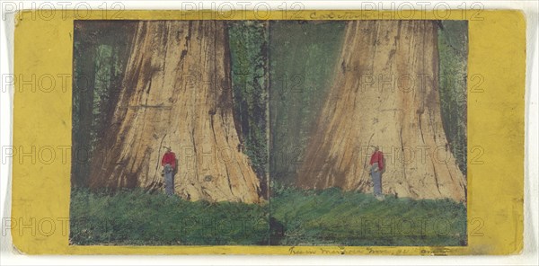 Big Tree in Mariposa Grove, 94 feet in Circumference; C.L. Weed, American, 1824 - 1903, Edward and Henry T. Anthony & Co.