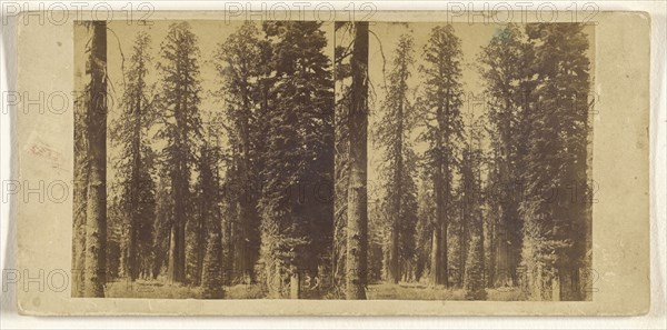California. Group of Big Trees in Mariposa Grove; Attributed to C.L. Weed, American, 1824 - 1903, about 1860 - 1864; Albumen