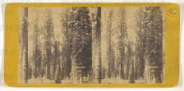 California. Group of Big Trees in Mariposa Grove; C.L. Weed, American, 1824 - 1903, Edward and Henry T. Anthony & Co. American
