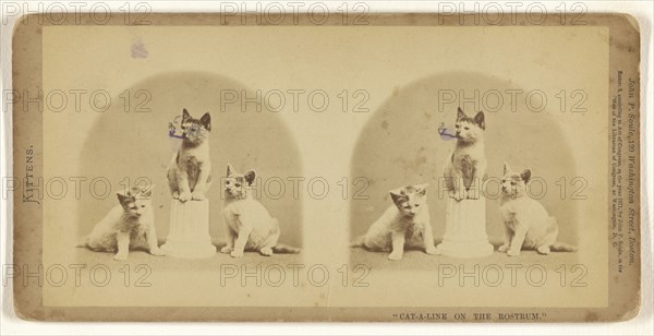 Cat-a-line on the Rostrum.; John P. Soule, American, 1827 - 1904, 1871; Albumen silver print