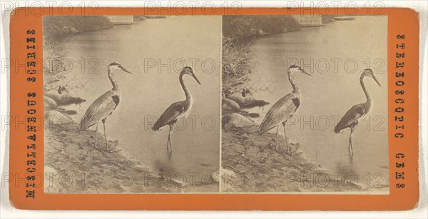 Blue Heron; 1865 - 1875; Albumen silver print
