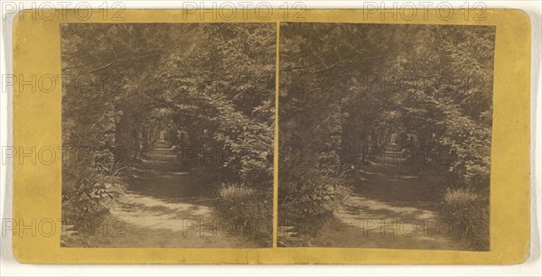 Evergreen Avenue Cemetery, Newburyport, Massachusetts; W.C. Thompson, American, active 1870s - 1880s, 1890s; Albumen silver