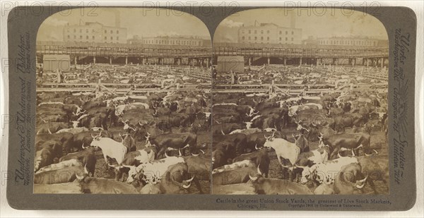 Cattle in the Great Union Stock Yards, the greatest of Live Stock Markets, Chicago, Ill. U.S.A; Underwood & Underwood American