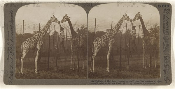 Pair of Nubian, three-horned, giraffes, native to German E. Africa, Bronx Park, N.Y; Underwood & Underwood, American, 1881