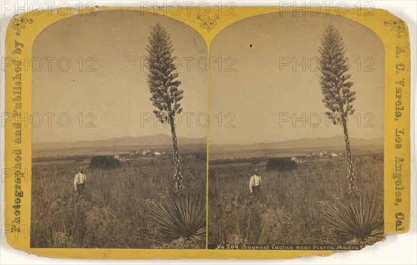 Bayonet Cactus near Sierra Madre Villa; A.C. Varela, American, 1839 - 1915, about 1878; Albumen silver print