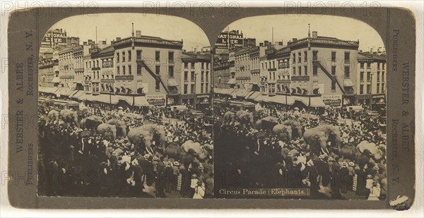 Circus Parade, Elephants., Webster & Albee; 1890s; Gelatin silver print