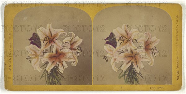 Flowers with butterfly; Franklin G. Weller, American, 1833 - 1877, about 1870; Hand-colored Albumen silver print