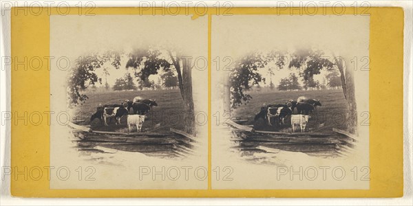Cattle near wooden fence; Tooker, American, active Buffalo, New York 1860s, about 1865; Albumen silver print