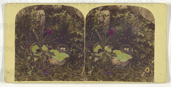 Bird's nest; about 1865; Hand-colored Albumen silver print