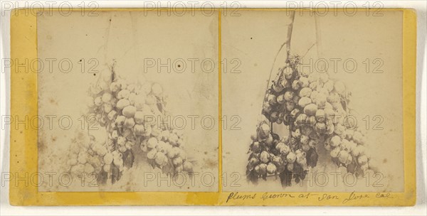 Plums Grown at San Jose, Cal; American; about 1865; Albumen silver print
