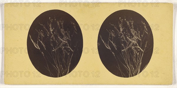 Microscopic bacteria or flora; about 1870; Albumen silver print