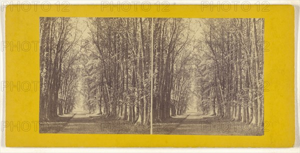 Avenue of Limes, at Castle Grant, Strathspey; British; about 1865; Albumen silver print