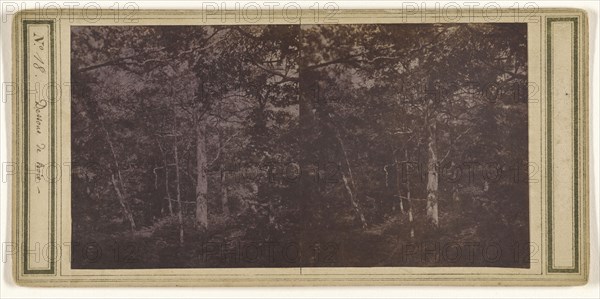 Dessons de Bois; French; about 1865; Albumen silver print