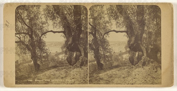 Menton. Sous les Oliviers. France; French; about 1860; Albumen silver print