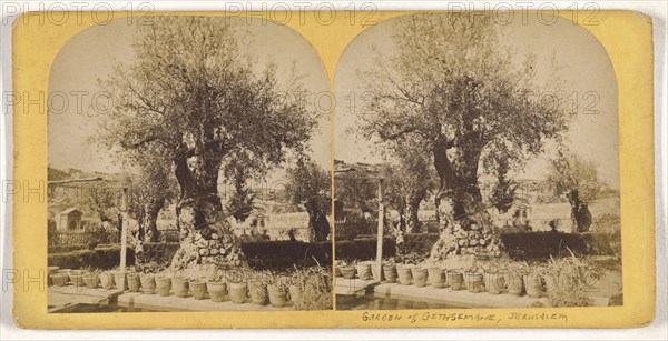 Garden of Gethsemane, Jerusalem; about 1860; Albumen silver print