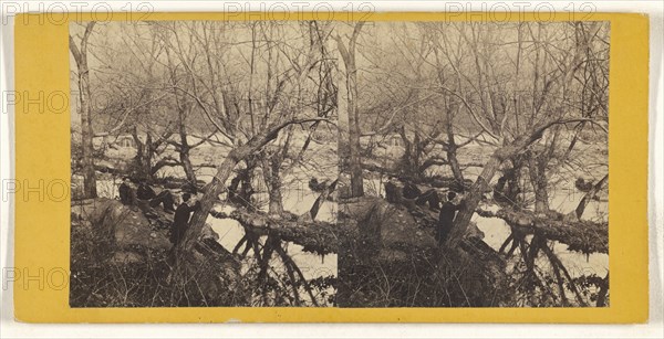 Beauties of Brandywine, Delaware. Nature's Beauties; American; about 1870; Albumen silver print