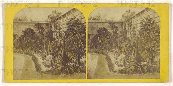 Cactusses, sic, growing outside at Mr. Shaw's Garden, St. Louis. 1867; American; 1867; Hand-colored Albumen silver print