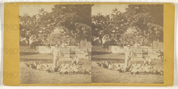 Feeding chickens on Woods Farm near Poughkeepsie, N.Y; American; about 1865; Albumen silver print