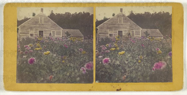 Poppy field Cabbot Vt; American; about 1870; Hand-colored Albumen silver print