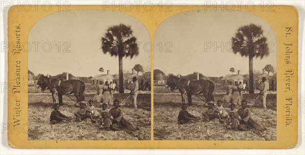 Farming, Fort George Island. Florida; American; 1875; Albumen silver print