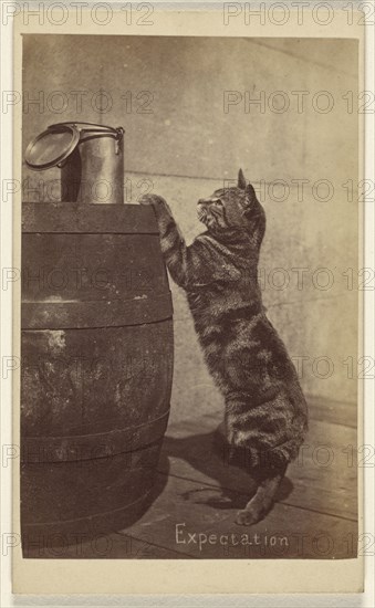 Expectation; Henry Pointer, British, 1822 - 1889, about 1865; Albumen silver print