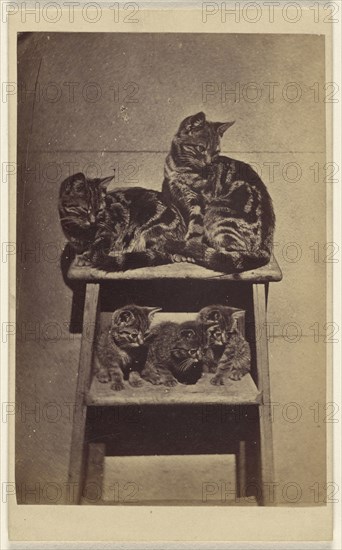 Five cats perched on a ladder; Henry Pointer, British, 1822 - 1889, about 1865; Albumen silver print