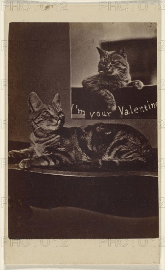 I'm Your Valentine; Henry Pointer, British, 1822 - 1889, about 1865; Albumen silver print