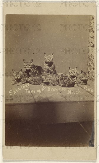 Saturday, Tom, Bull, Brownie, Mitch, Gog; Henry Pointer, British, 1822 - 1889, about 1865; Albumen silver print