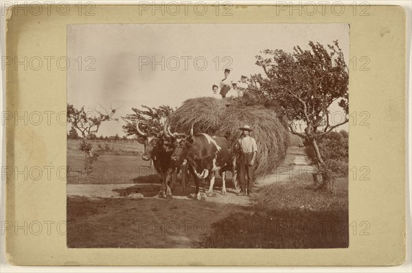 People on a hayride, wagon being pulled by two steers; 1890s; Gelatin silver print