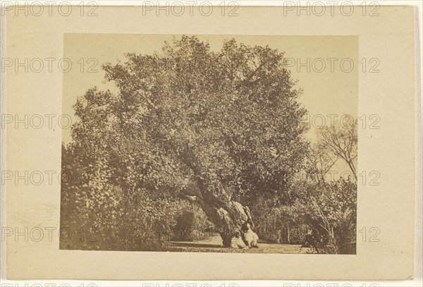 Aubre de la Vierge; Wilhelm Hammerschmidt, German, born Prussia, died 1869, about 1866; Albumen silver print