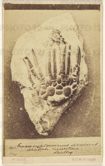 Eucalyptocrinus decorus. Wenlock limestone, Dudley; William Hart, British, active Birmingham, England 1860s, 1865 - 1870