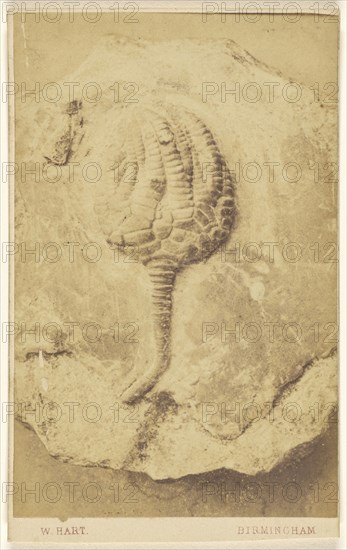 Fossil of a crinoid; William Hart, British, active Birmingham, England 1860s, 1865 - 1870; Albumen silver print