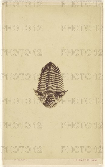 Fossil of a trilobite; William Hart, British, active Birmingham, England 1860s, 1865 - 1870; Albumen silver print