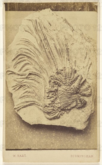 Fossil of a crinoid; William Hart, British, active Birmingham, England 1860s, 1865 - 1870; Albumen silver print